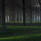 Dike with Poplar Trees
